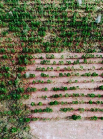 Análisis del terreno forestal con drones